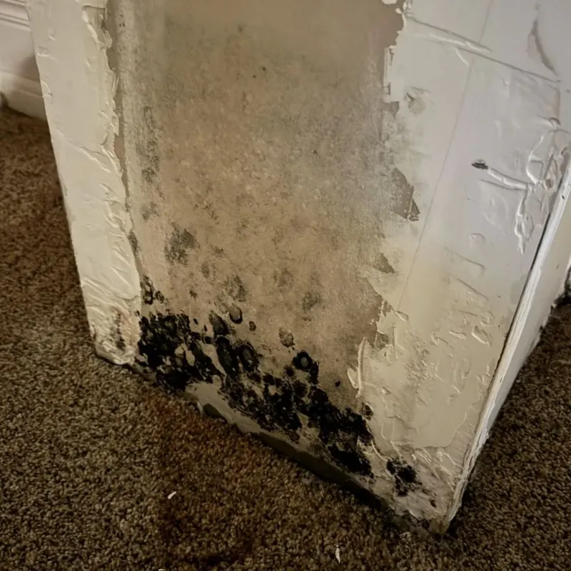 Professional Mold Removal in Rocklin, CA